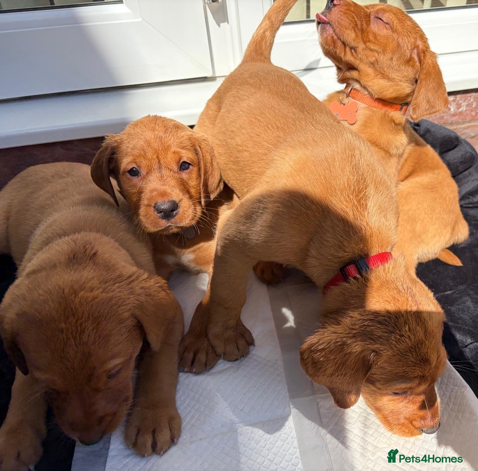 Labrador Retriever dogs KC FOX RED LABRADOR PUPS READY NEXT WEEK  - Advert 1