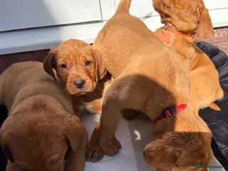 Labrador Retriever dogs KC FOX RED LABRADOR PUPS READY NEXT WEEK - Advert 2