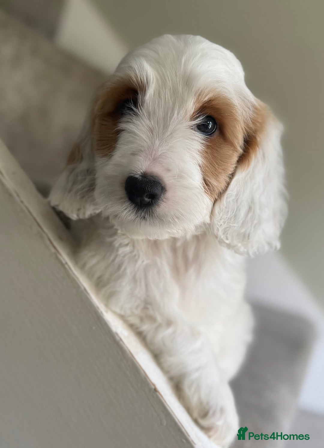 Cockapoo dogs for sale: F2 cockapoo puppies 🐶 ❤️ - Image 29