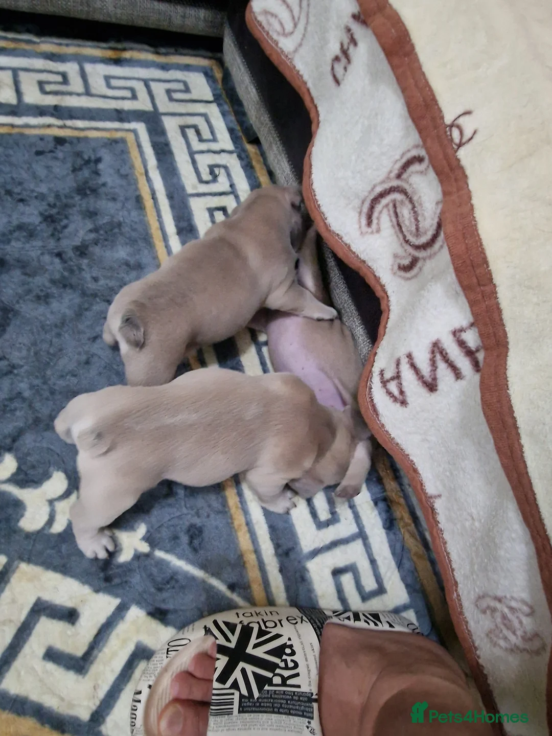 French Bulldog dogs for sale: Beautiful blue french bulldogs puppies  - Advert 12
