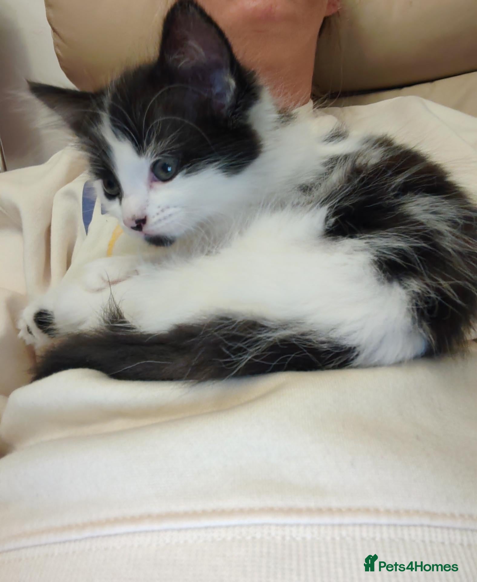 Mixed Breed cats Kittens  - Advert 15