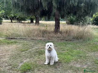 Mixed Breed dogs Zeus Exceptional Maltese x Whippet - Advert 6