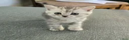 Mixed Breed cats for sale: Gorgeous Mix British short hair / toyger kittens - Advert 14