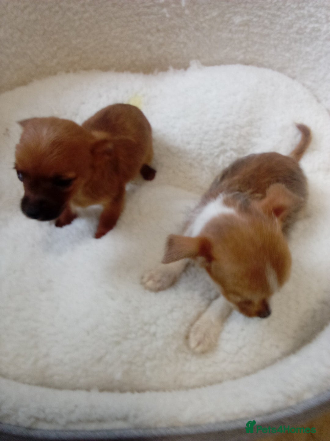 Chorkie dogs for sale: Chihuahua x Yorkshire terrier  - Image 9