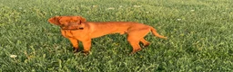Hungarian Vizsla dogs for stud: Hungarian Vizsla for stud! in Llantwit Major - Advert 24