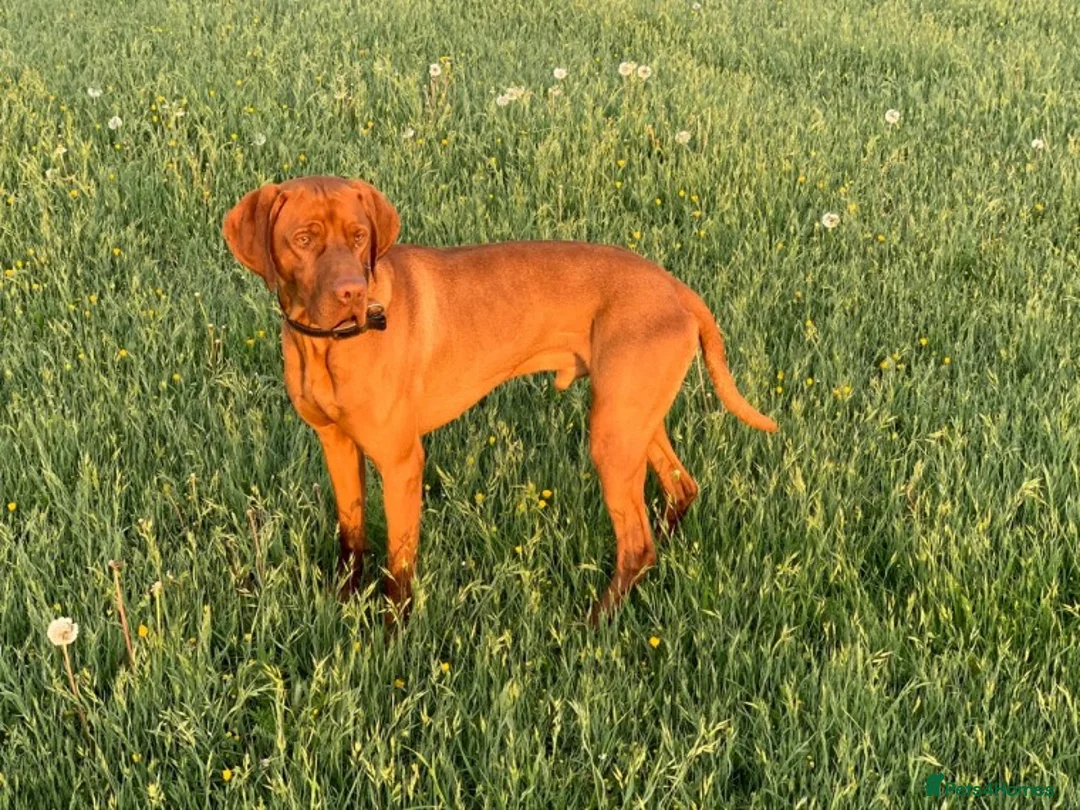 Hungarian Vizsla dogs for stud: Hungarian Vizsla for stud! in Llantwit Major - Advert 24