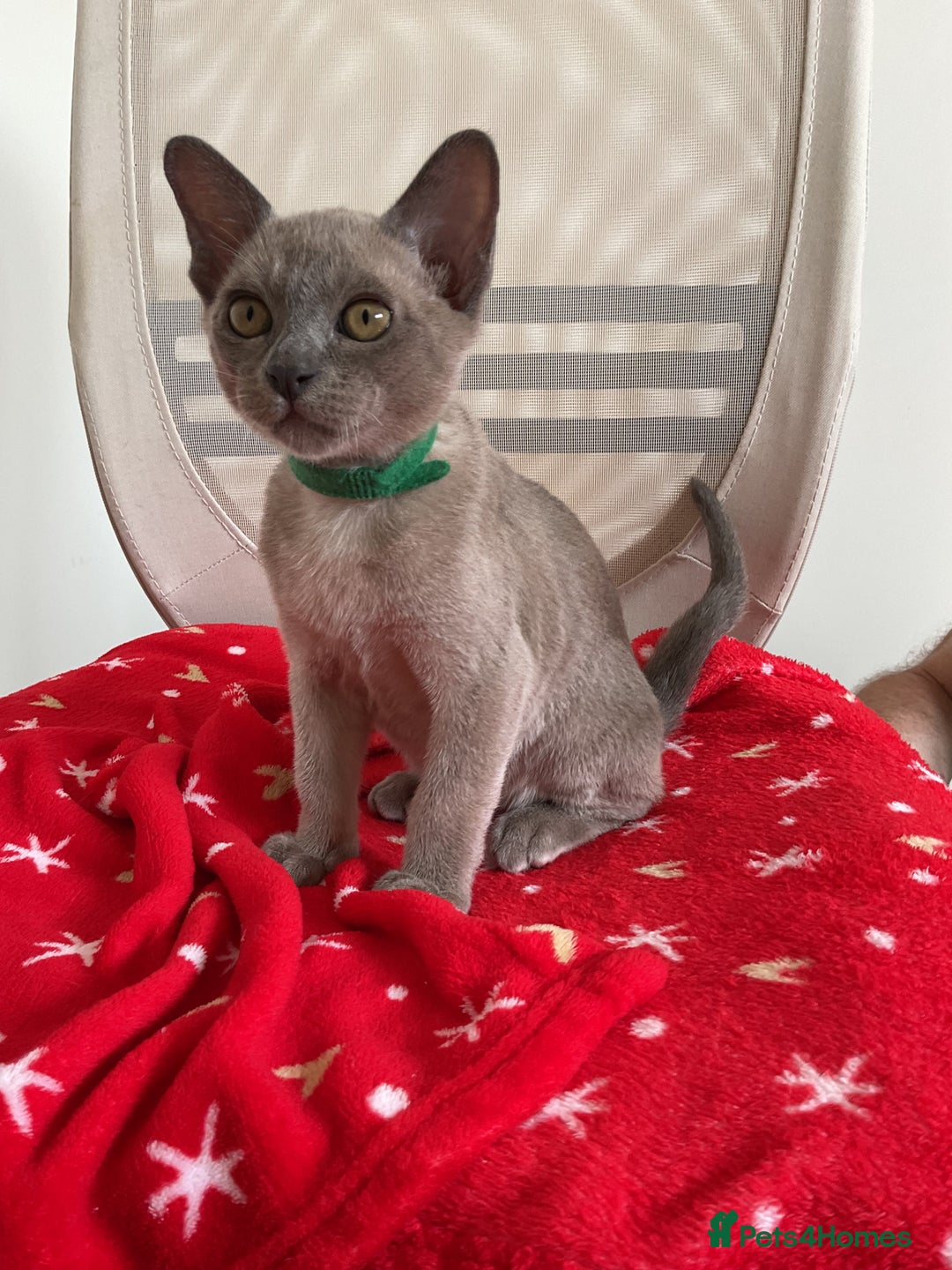 Burmese cats for sale: Burmese kittens for sale in Doncaster - Image 8