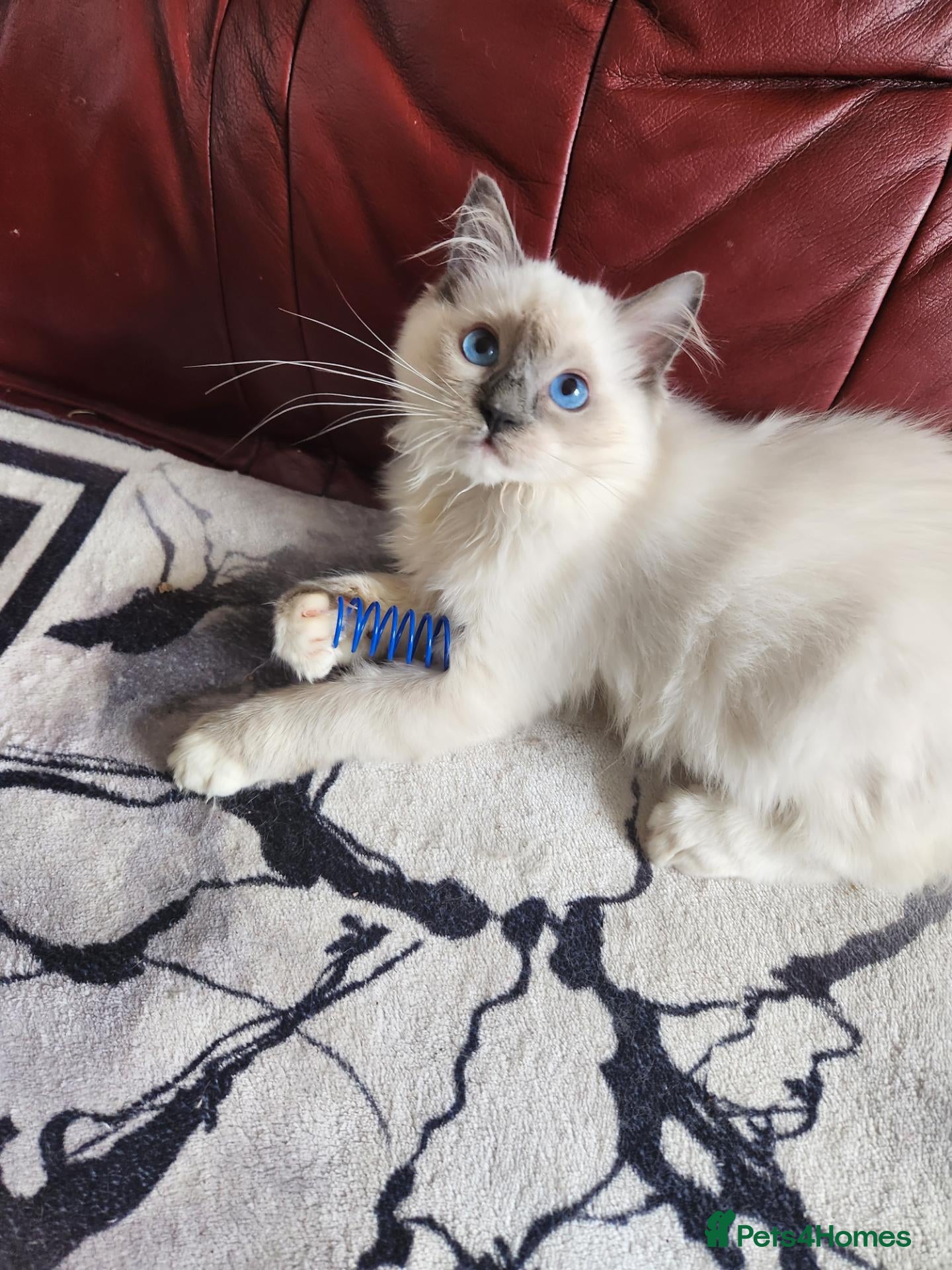 Ragdoll cats Beautiful Ragdoll kittens  - Advert 1