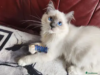 Ragdoll cats Beautiful Ragdoll kittens - Advert 1