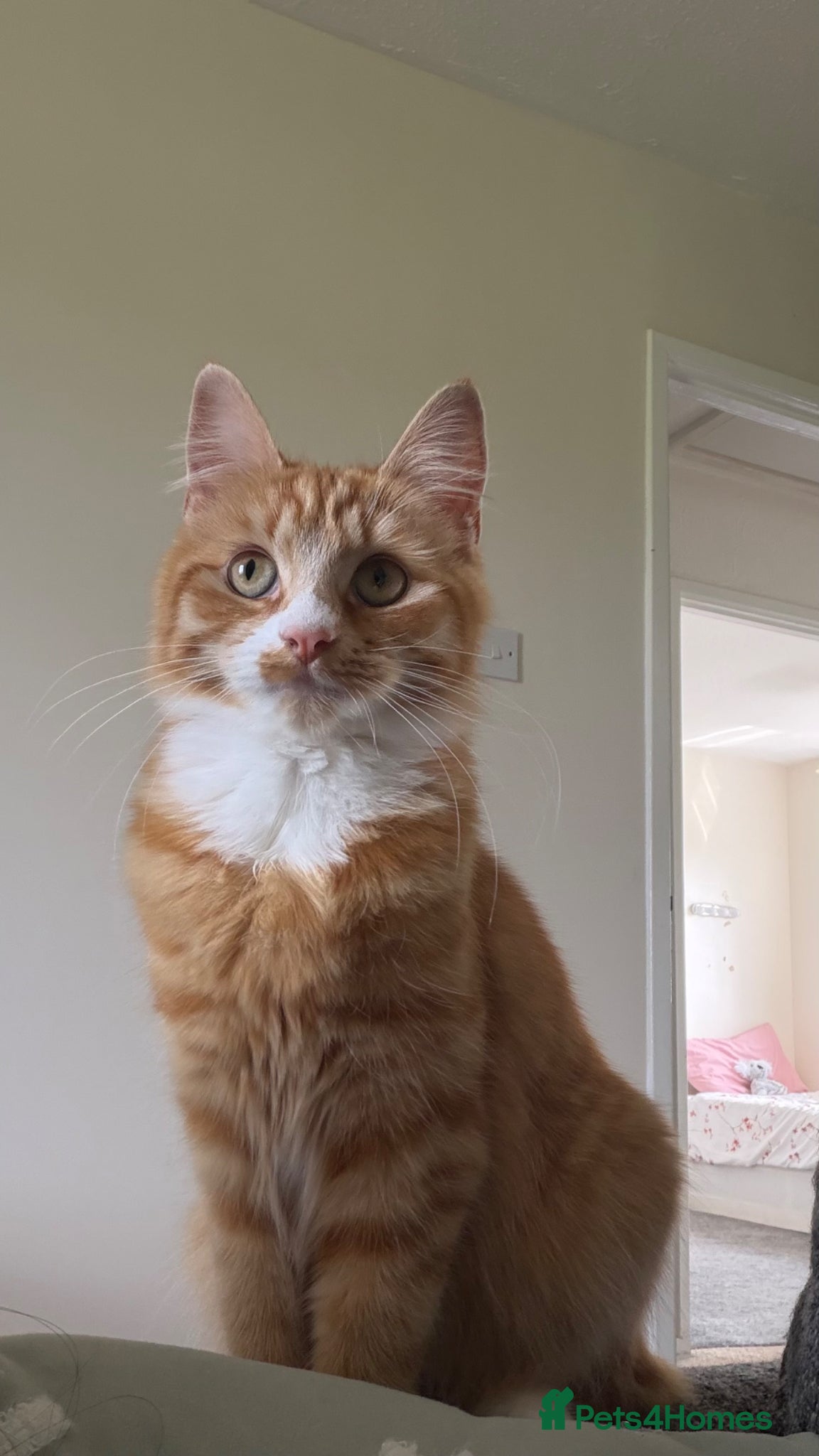 Mixed Breed cats Female Orange Cat - Sweet and Friendly! - Advert 1