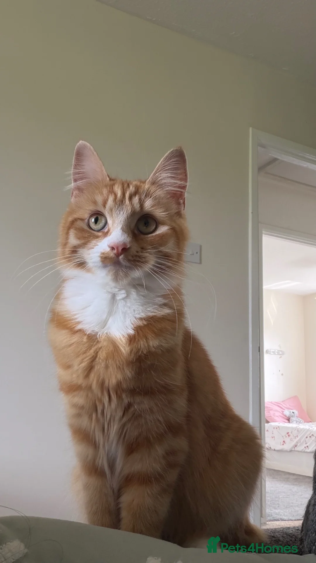 Mixed Breed cats for sale: Female Orange Cat - Sweet and Friendly! - Advert 1