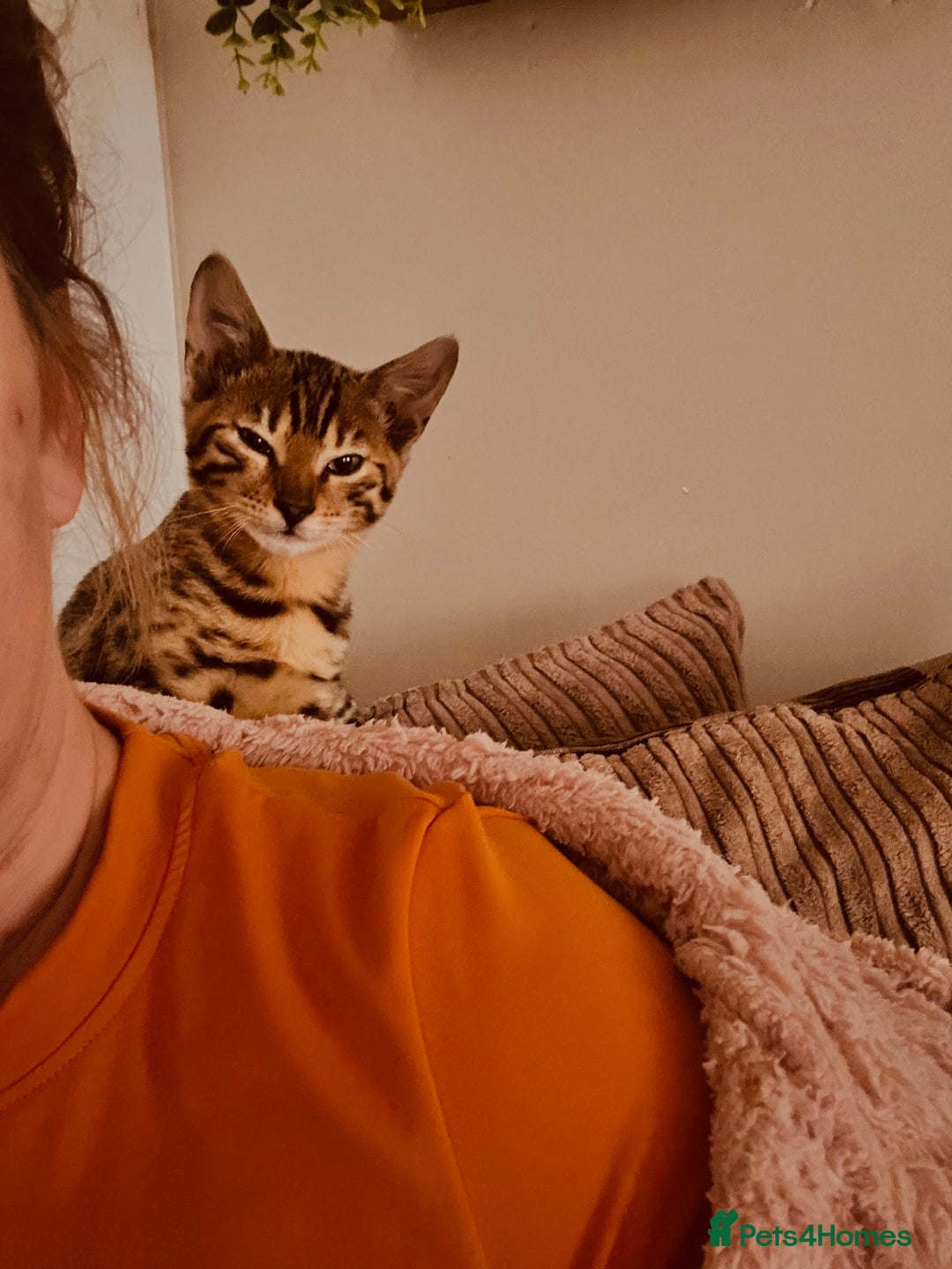 Bengal cats for sale: Tica registered bengal girl kitten 15 weeks - Advert 5