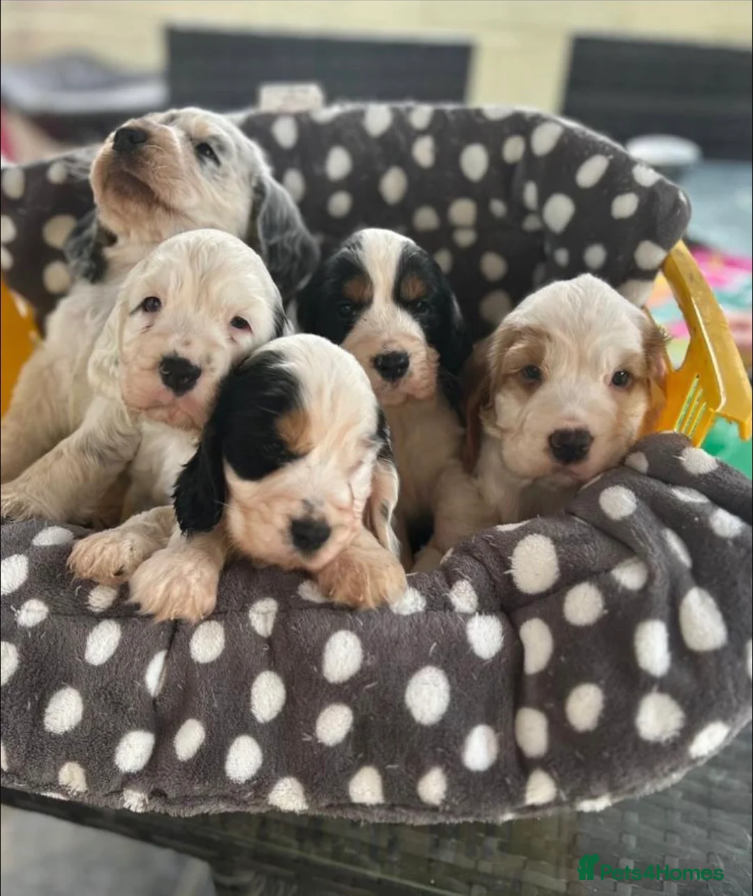 Cocker Spaniel dogs for stud: Blue Roan and Tan Show Cocker Spaniel  - Advert 7