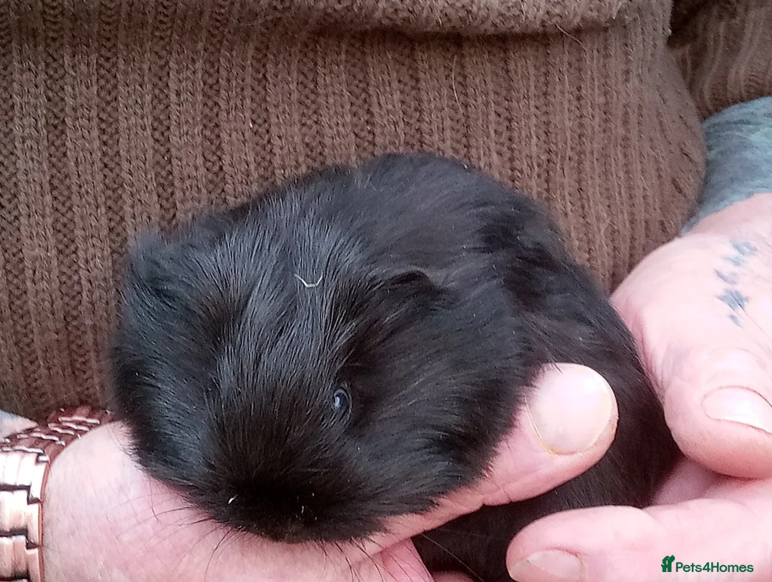 Guinea Pig rodents for sale: Long coated baby Sheltie and Texel girls - Advert 3