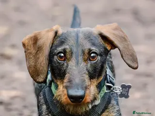 Miniature Dachshund dogs Miniature wirehair dachshund boy for stud - Advert 4