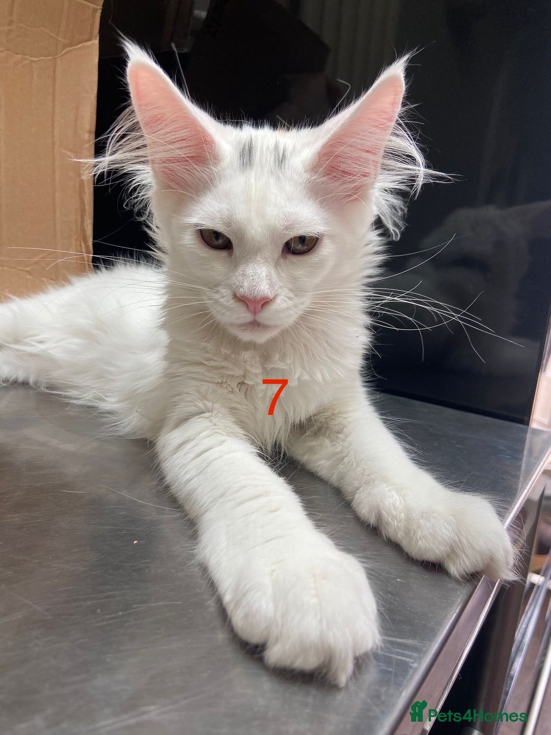 Maine Coon cats for sale: TICA Maine Coon Russian - Image 10