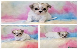 Chihuahua dogs for sale: Fluffy gorgeous chihuahua x Korean maltese  - Image 13