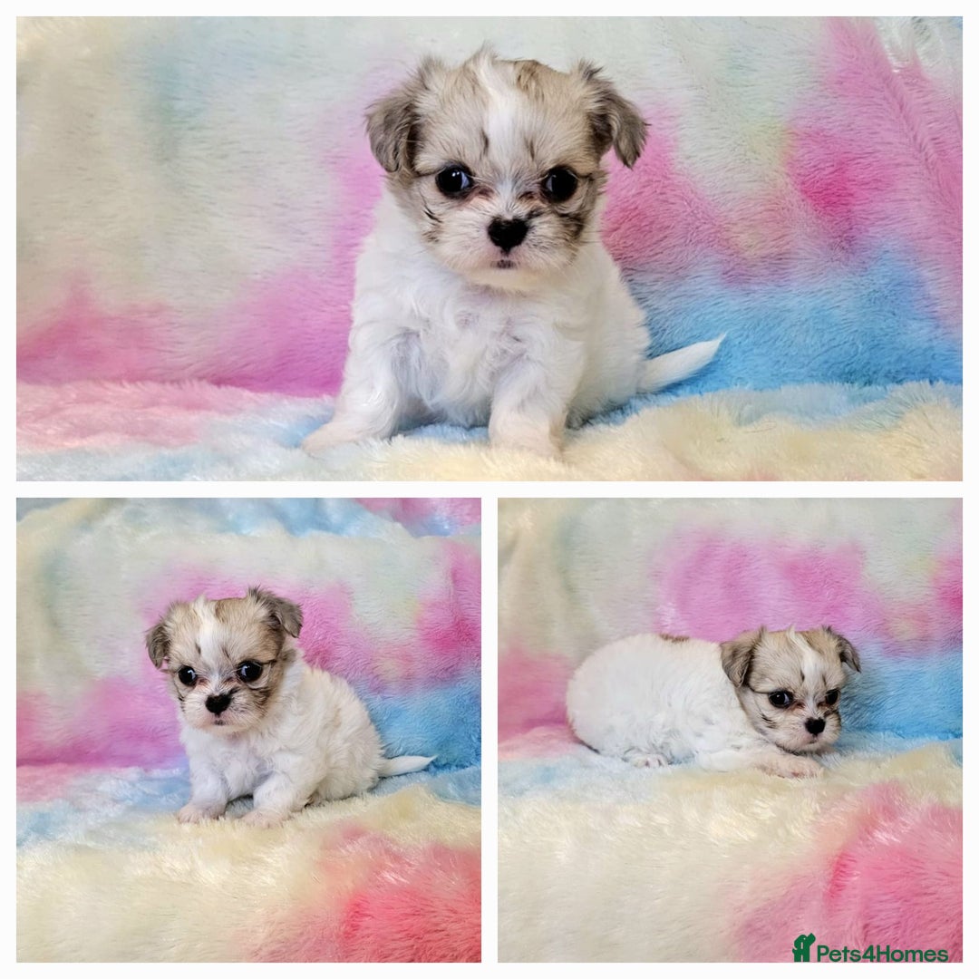 Chihuahua dogs for sale: Fluffy gorgeous chihuahua x Korean maltese  - Image 13