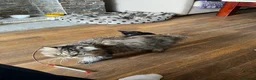 Persian cats for sale: Beautiful Persian X kittens for sale - Advert 22
