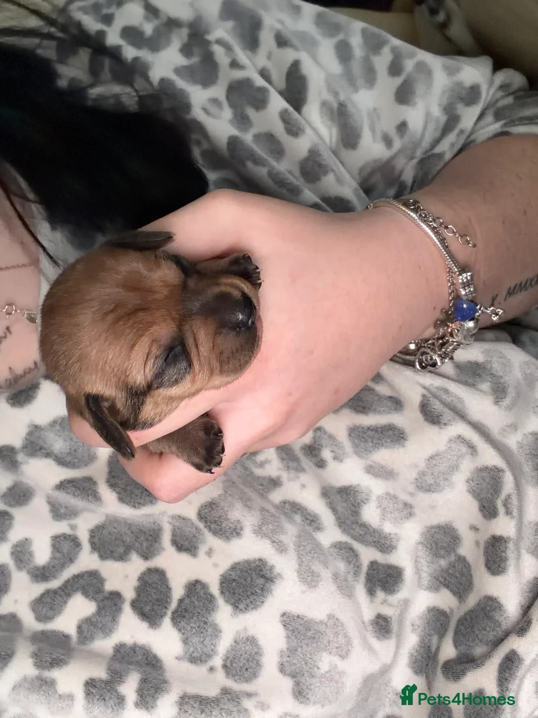 Chiweenie dogs for sale: Chiweenies SOLD  - Advert 13