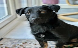 Mixed Breed dogs for adoption: TUX Small body BIG personality - Image 8