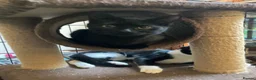 Mixed Breed cats for adoption: Rescue kittens needing forever home - Advert 7