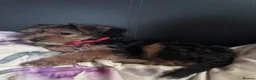 Yorkshire Terrier dogs for sale: Yorkshire Terrier Puppies 10 Weeks  - Advert 11