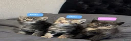 Mixed Breed cats for sale: maine coon x british short hair - Advert 1