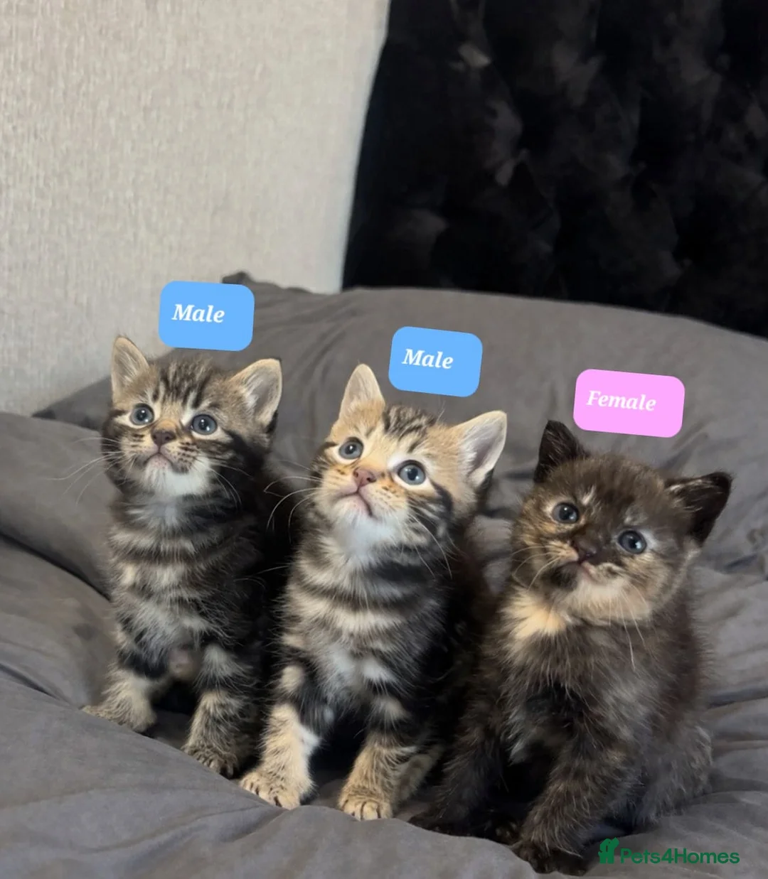 Mixed Breed cats for sale: maine coon x british short hair - Advert 1