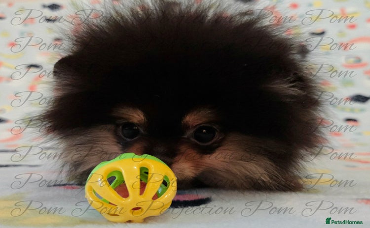 Pomeranian dogs - Advert 2