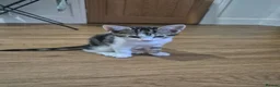 Mixed Breed cats for sale: Kittens for sale - Advert 6