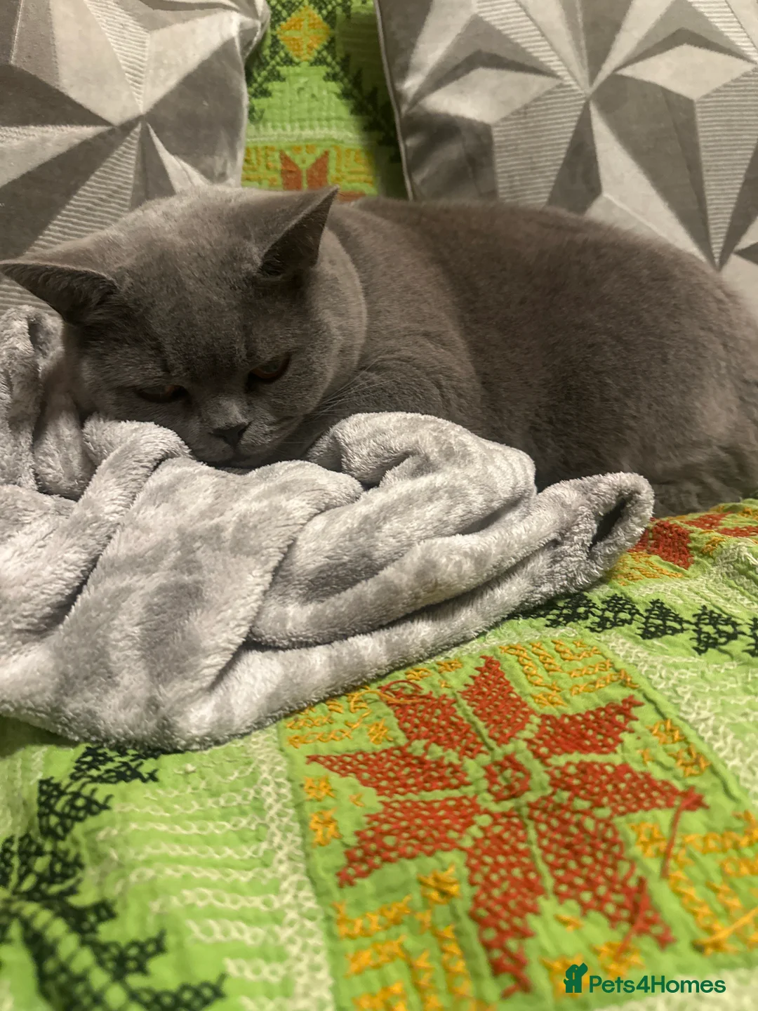 British Shorthair cats for sale: British shorthair  - Advert 2