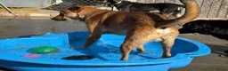 Mixed Breed dogs for adoption: Toffee - Norwich Norfolk  in Norwich - Advert 17