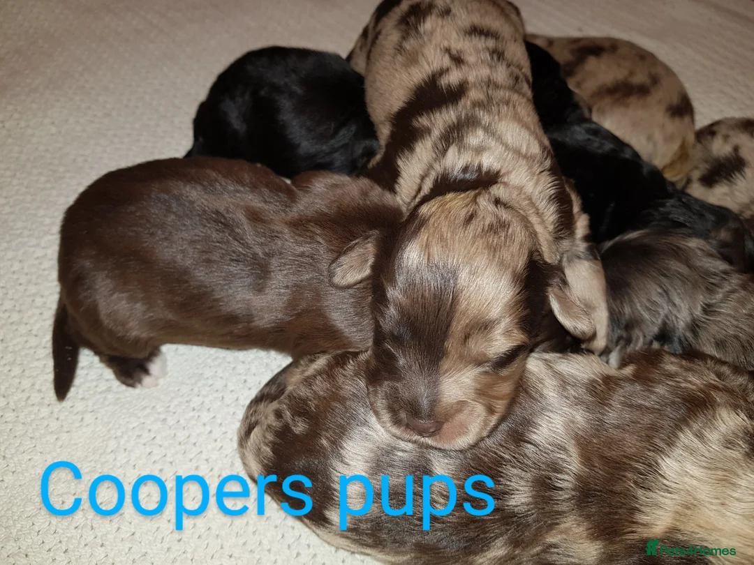 Miniature Poodle dogs for stud: Silver blue miniature poodle  in Canterbury - Advert 5