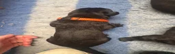 Cane Corso dogs for sale: Cane corso litter  - Advert 22