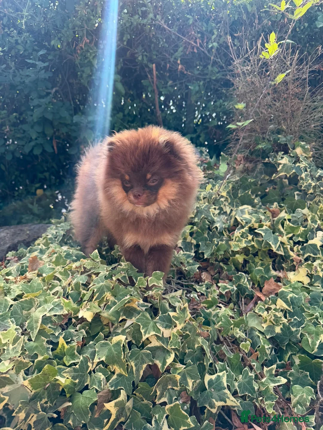 Pomeranian dogs for sale: Choc & Tan miniature Pomeranian girl   in Brentwood - Advert 1