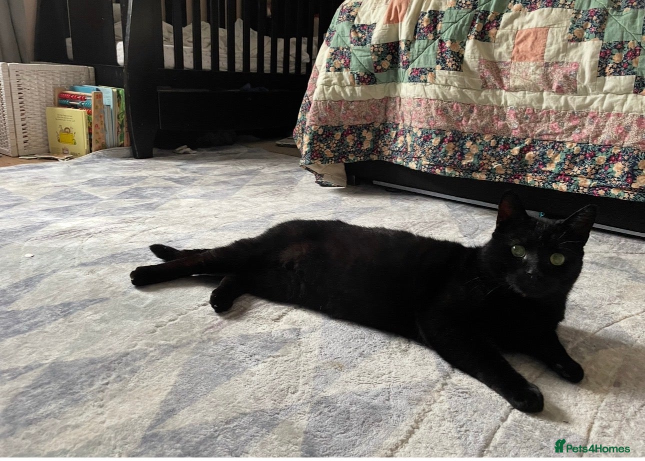 British Shorthair cats Gentle, Chatty Toby Needs a New Family to Love - Advert 3