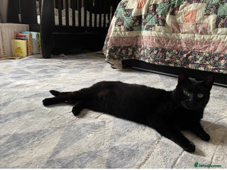 British Shorthair cats Gentle, Chatty Toby Needs a New Family to Love - Advert 3