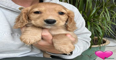 Cocker Spaniel dogs - Advert 4