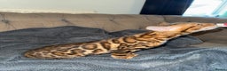 Bengal cats for sale: Stunning male Bengal  - Advert 5
