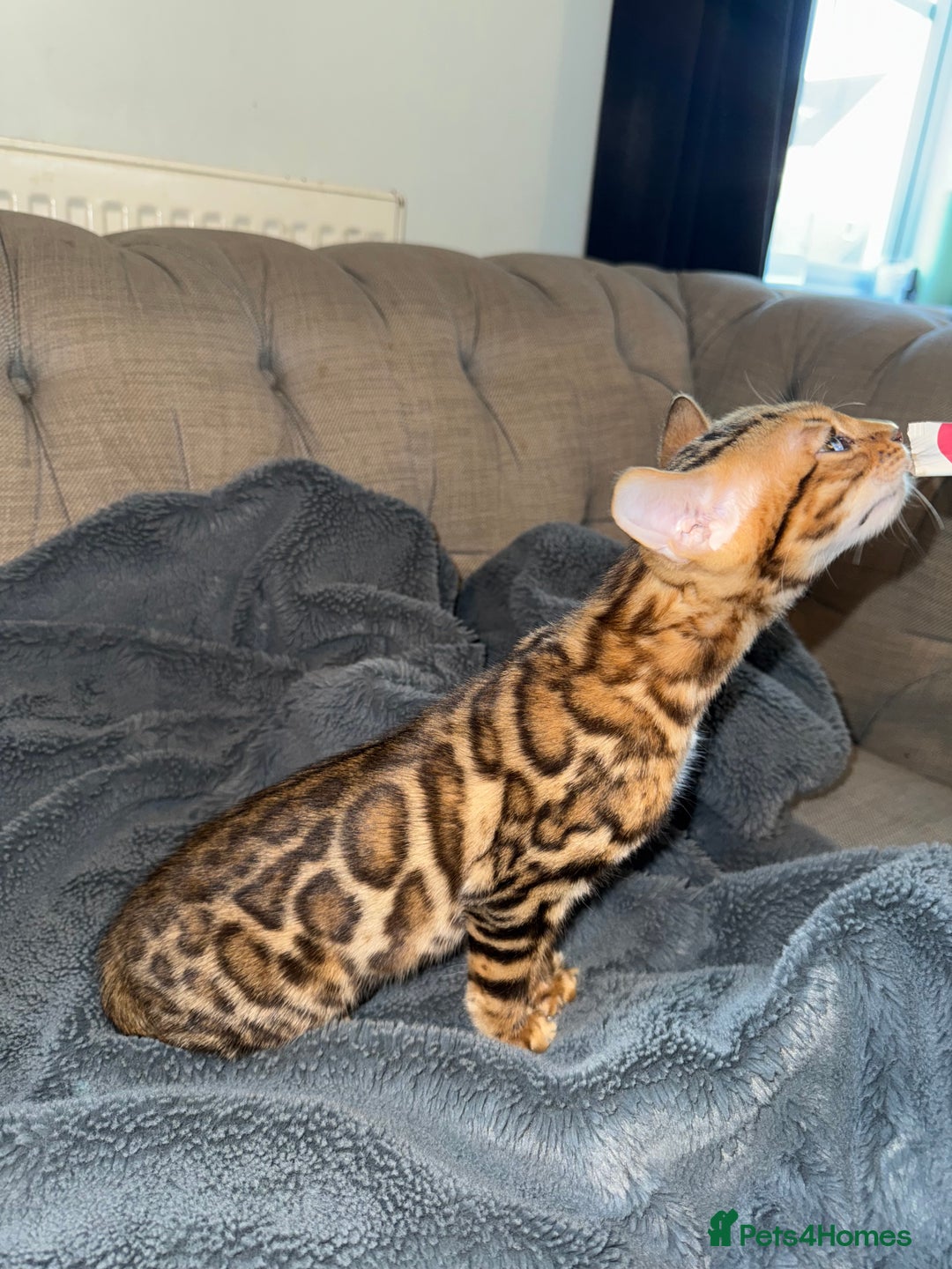 Bengal cats for sale: Stunning male Bengal  - Advert 5