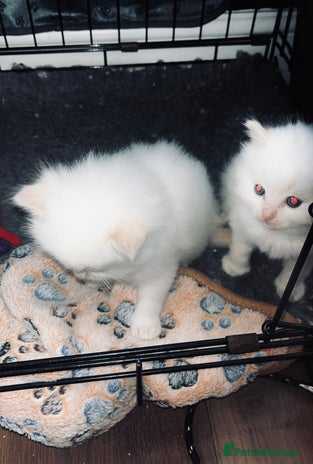 Ragdoll cats Stunning Ragdoll kittens - Advert 11