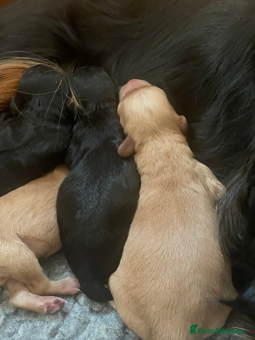 Cavapoo dogs for sale: Cavapoo - Image 21