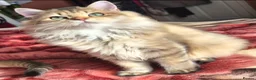 British Longhair cats for sale:  Tica registered BLH/BSH golden shaded  kittens  - Advert 7