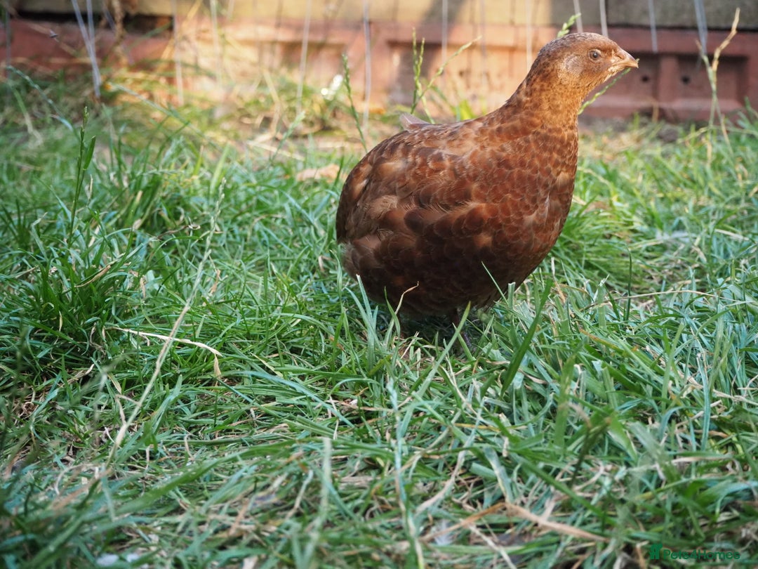 Quail poultry for sale: Jumbo Quail. Big Birds, Great Layers, Colours !!! - Image 6
