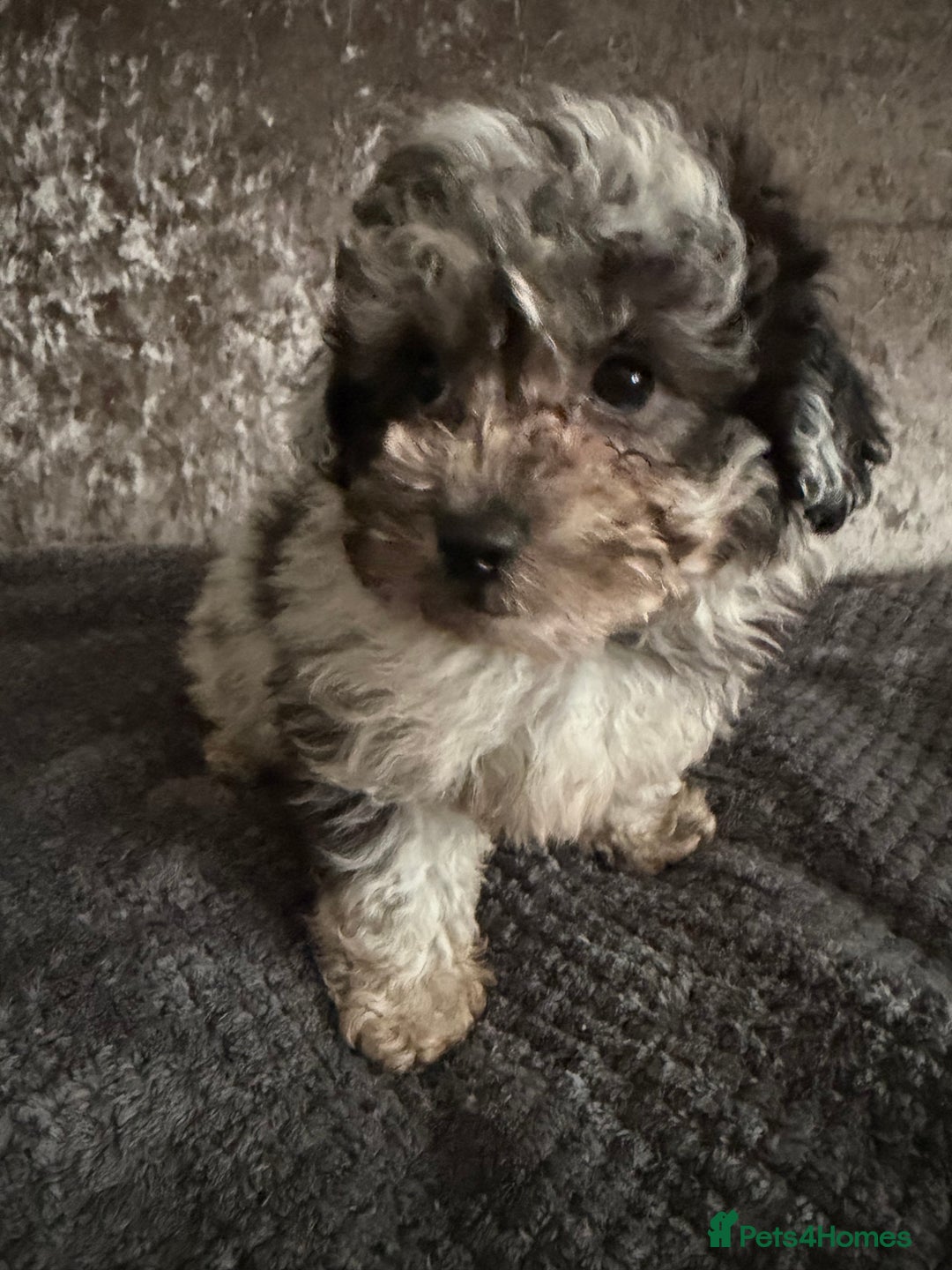 Maltipoo dogs for sale: F1 MALTIPOO PUPS - Advert 5