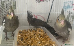 Cockatiels birds for sale: Male cockatiels young  - Image 7