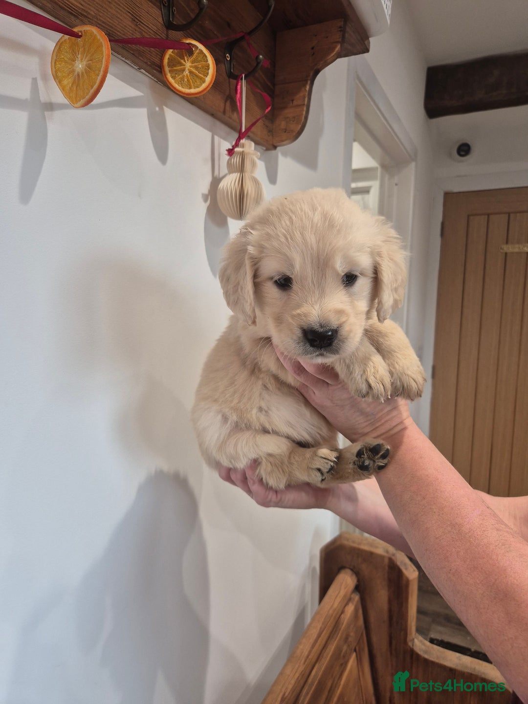 Golden Retriever dogs for sale: Golden Retriever Puppies - Advert 6