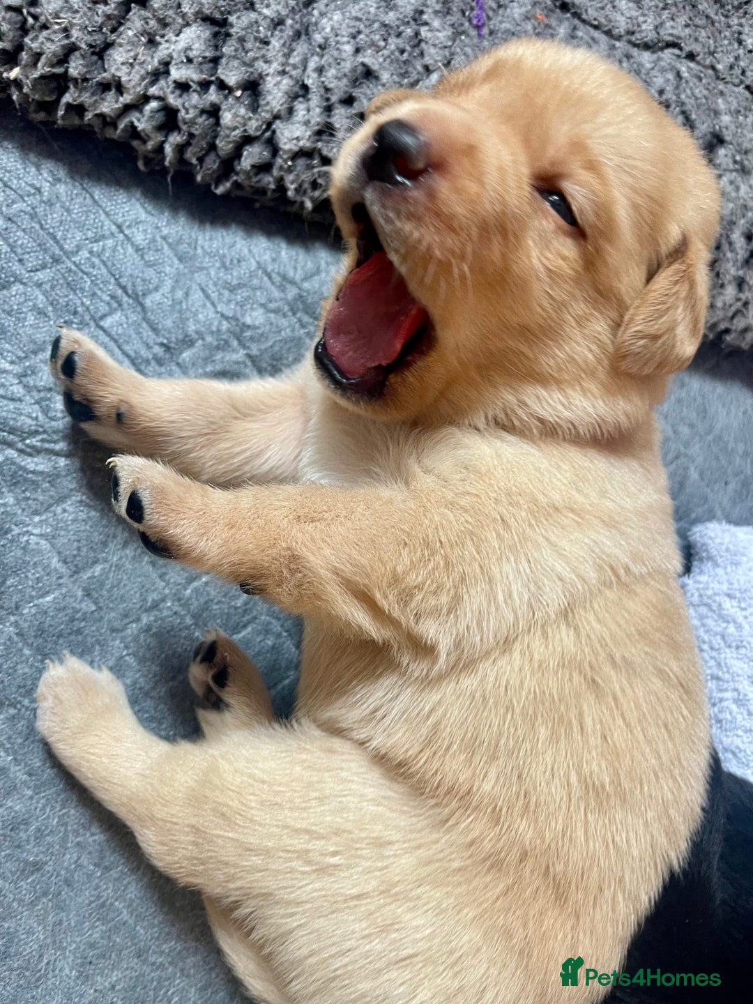 Labrador Retriever dogs for sale: Beautiful Lab Puppies! - Image 3