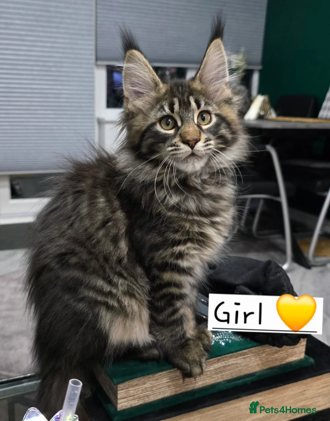 Maine Coon cats for sale: Pedigree TICA Maine Coon kittens READY  - Advert 15